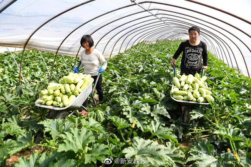 第八批安徽省無(wú)公害農(nóng)產(chǎn)品認(rèn)定名單公布，783個(gè)產(chǎn)品入選，看看有您家鄉(xiāng)的嗎？