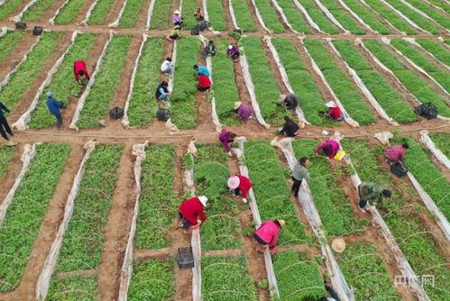 瞰縣域丨甘肅成縣 小品種逆襲，編織強(qiáng)縣域大網(wǎng)