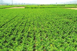 蘭州市農(nóng)產(chǎn)品質(zhì)量安全邁向新臺(tái)階 初級(jí)農(nóng)產(chǎn)品檢測(cè)基本實(shí)現(xiàn)全覆蓋