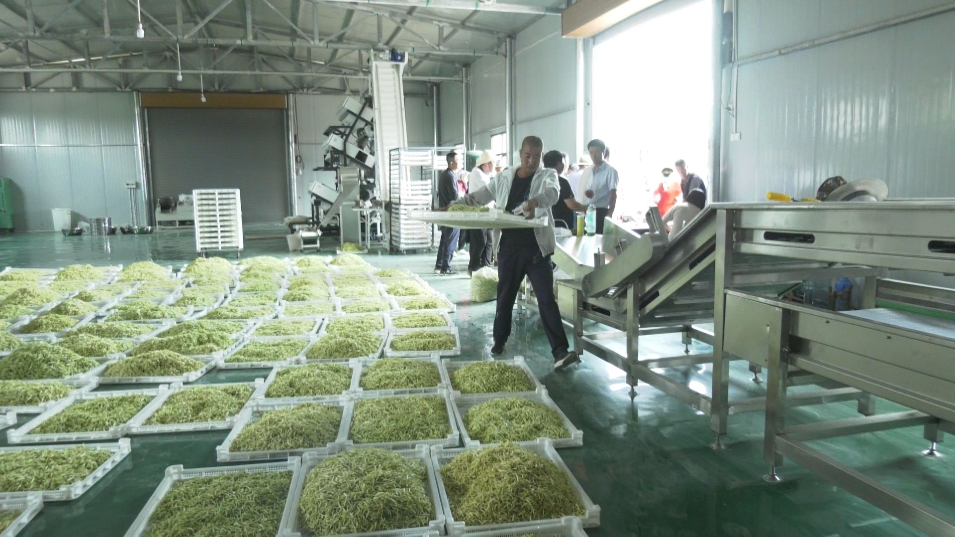 金銀花開黃土塬 津甘共譜振興曲——東西協(xié)作助力初級農(nóng)產(chǎn)品產(chǎn)業(yè)化升級之路